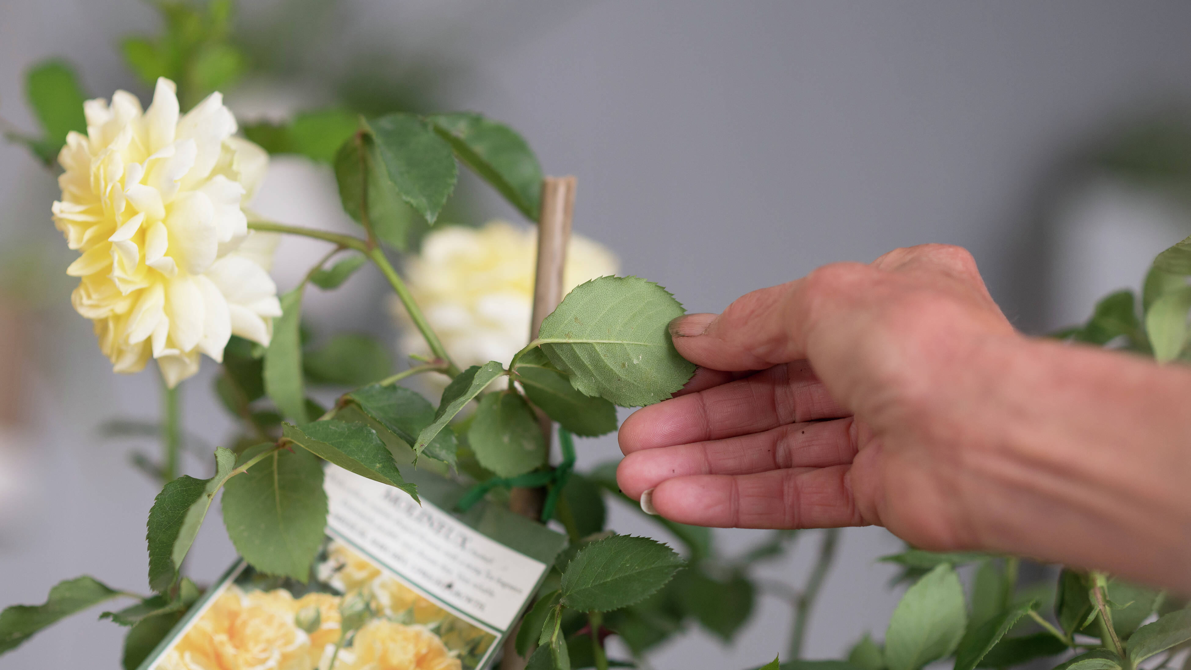 How To Maintain Healthy Roses - Bunnings Australia