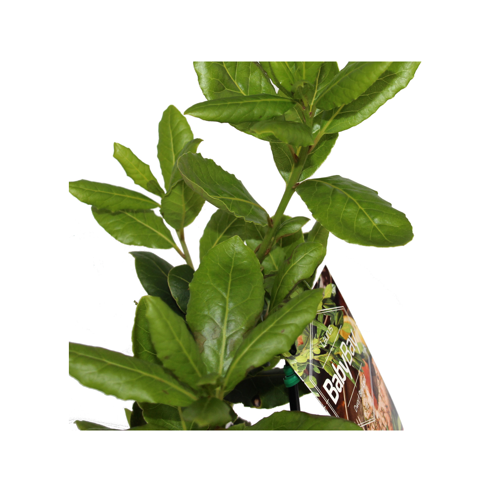 180mm Dwarf Bay Tree Baby Bay - Laurus nobilis 'BabyBay' Dwarf ...