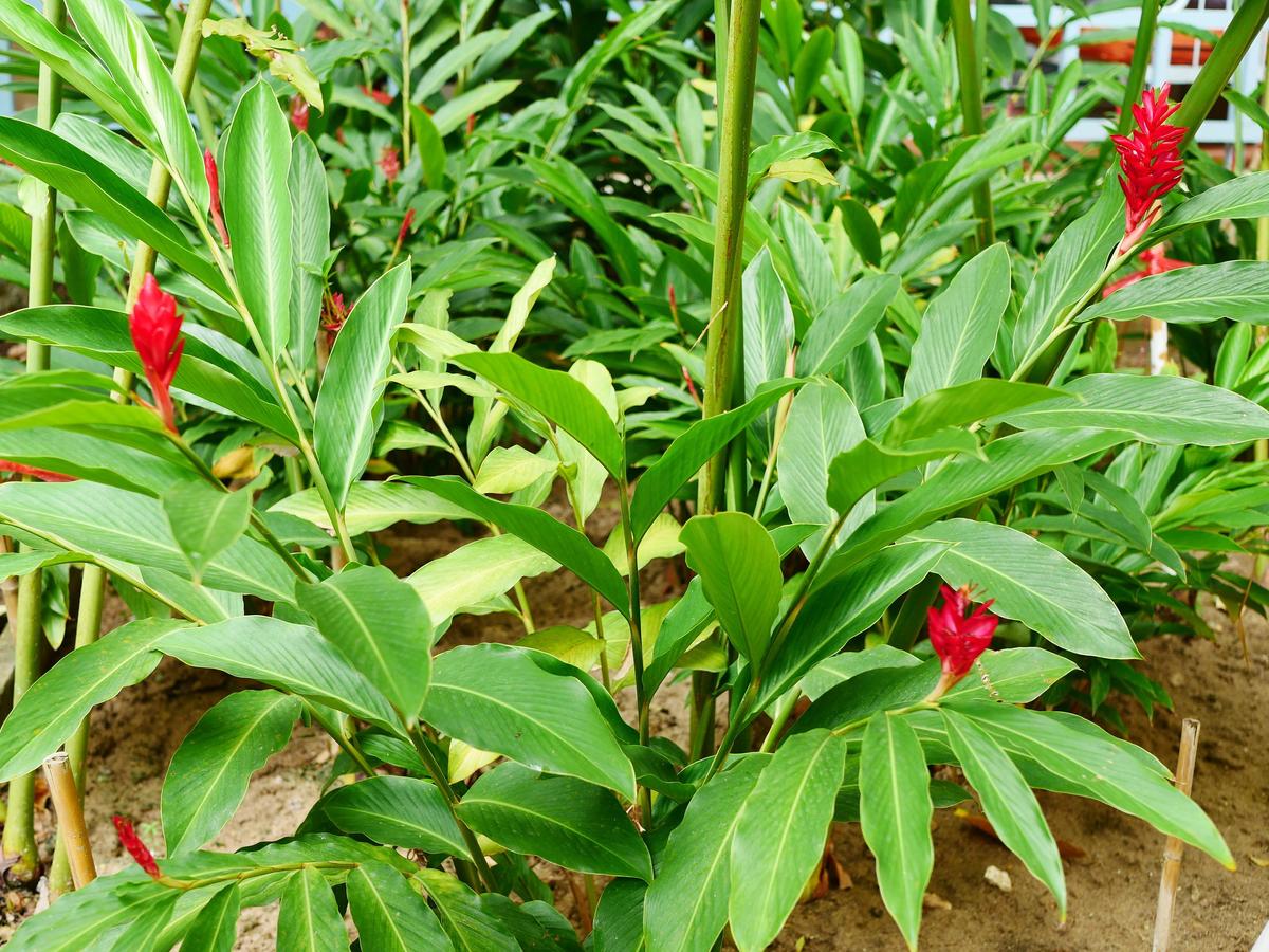 How to Grow Ginger - Bunnings New Zealand