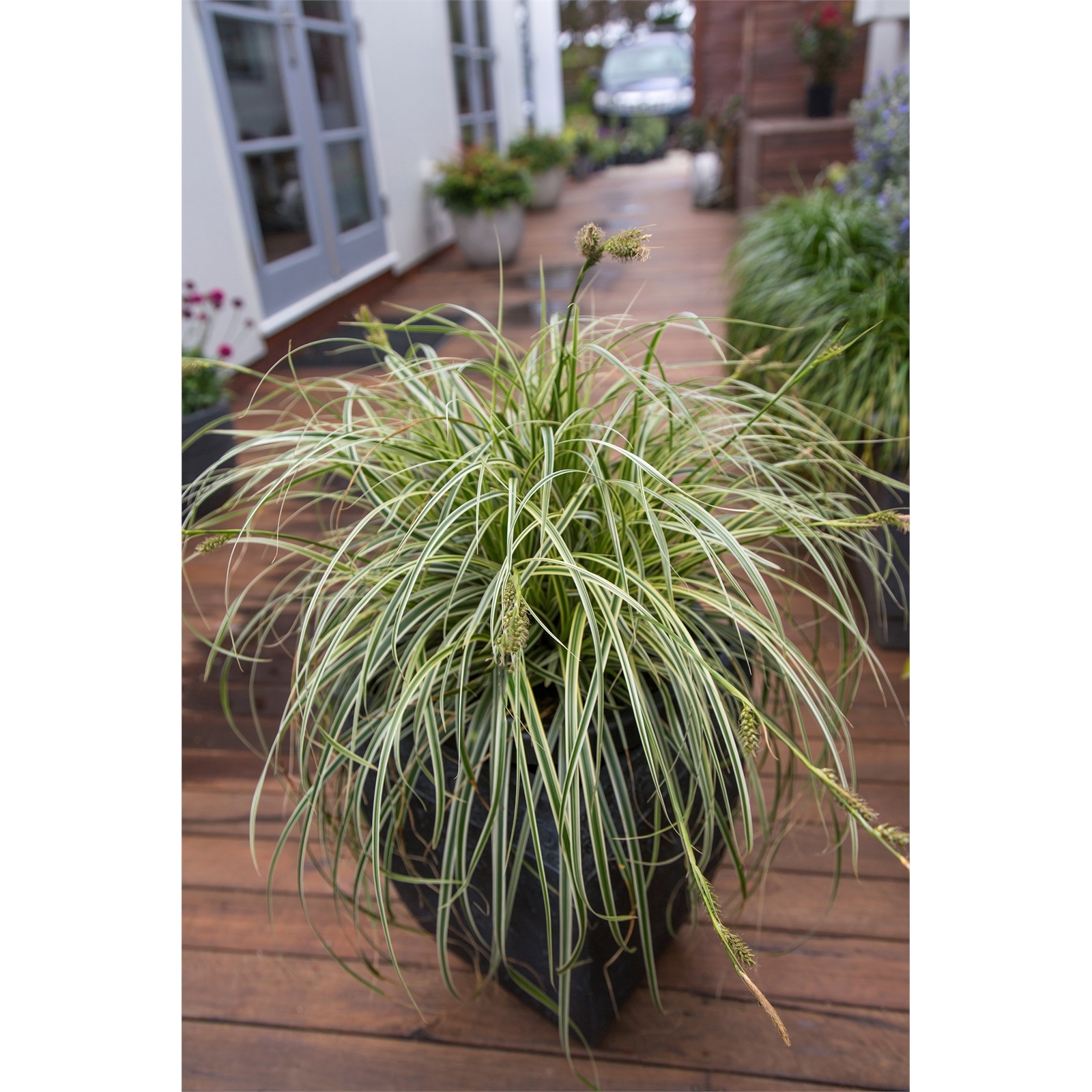 270mm-carex-feather-falls-in-hanging-basket-bunnings-australia