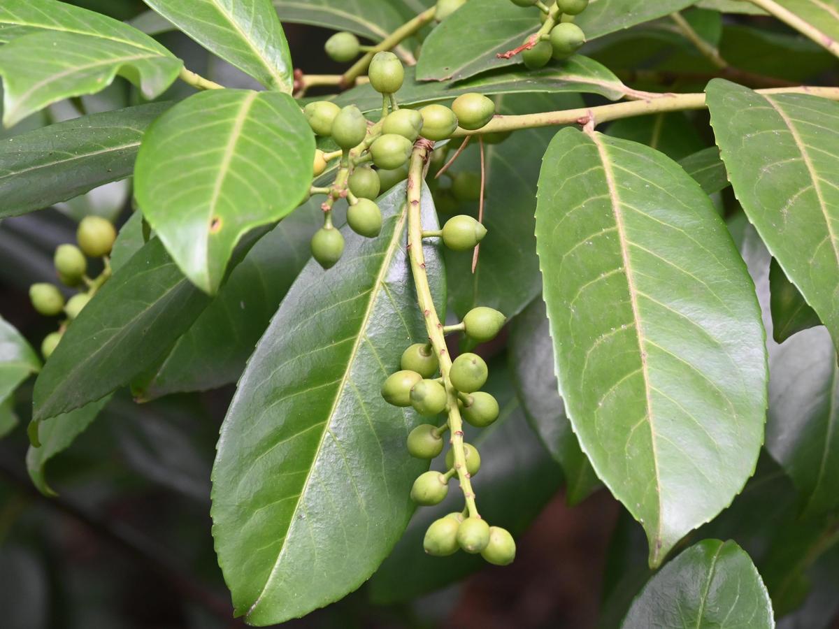 How To Grow And Care For A Bay Tree - Bunnings Australia