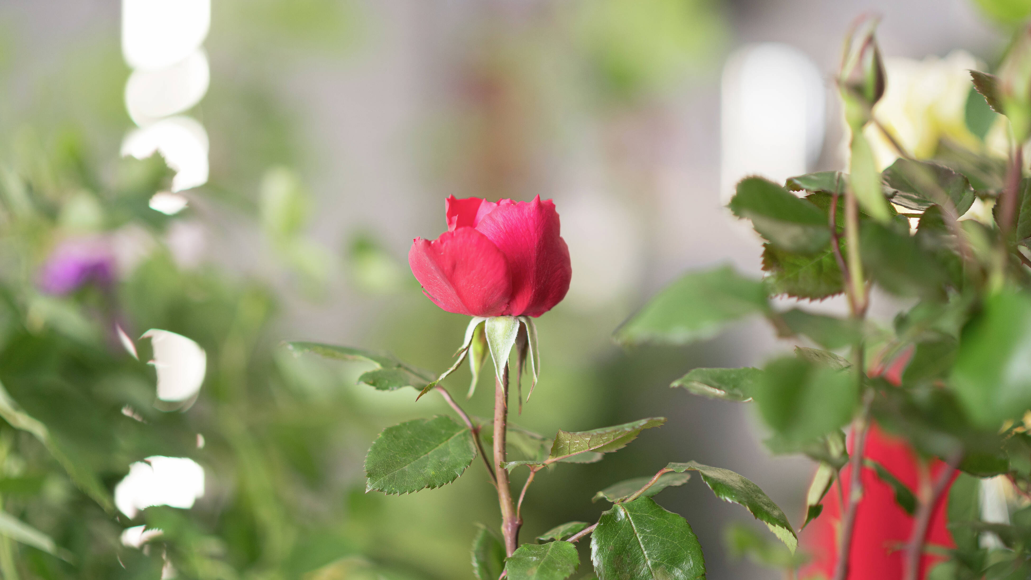 Do Roses Need Full Sun? Which Rose Plants For Partial Sun – BAGR