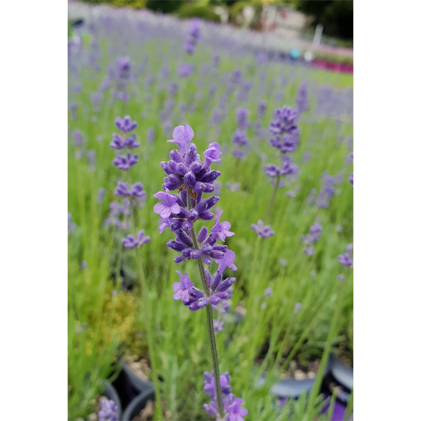 1.4L Lavender Munstead Lavendula angustifolia Munstead Bunnings New