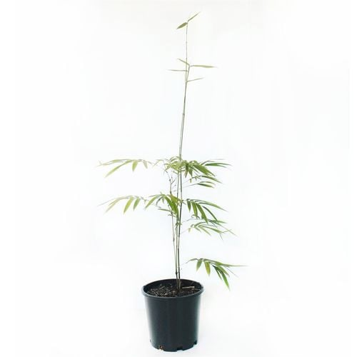 200mm Gracilis Bamboo Bambusa textilis Bunnings Australia