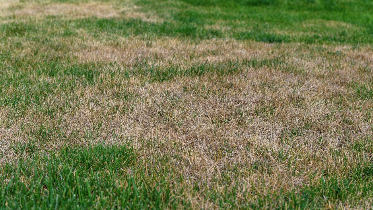 How To Beat The Heat With These Summer Lawn Care Tips - Bunnings Australia