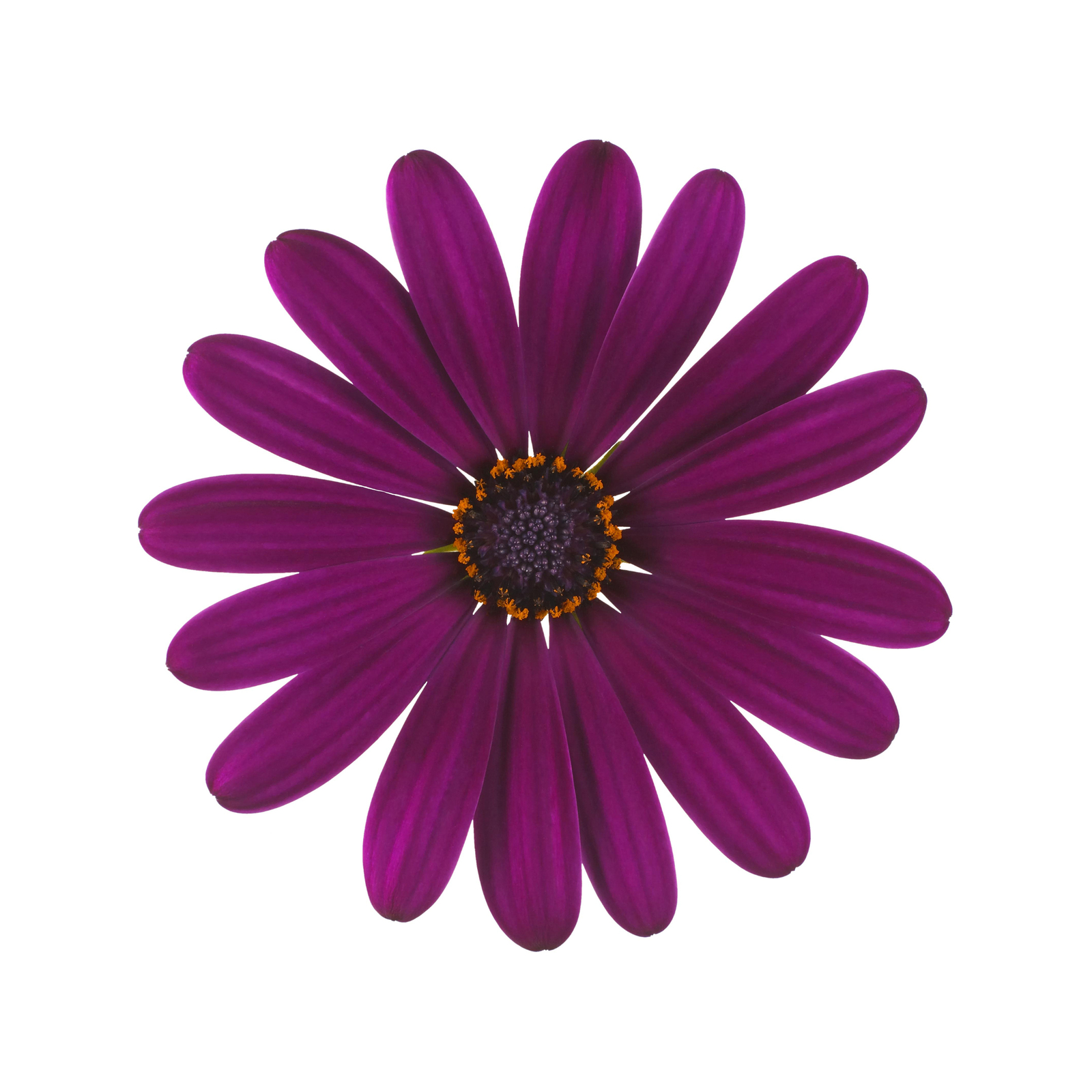 Osteospermum Akila Grand Canyon Mix Seeds main image 0
