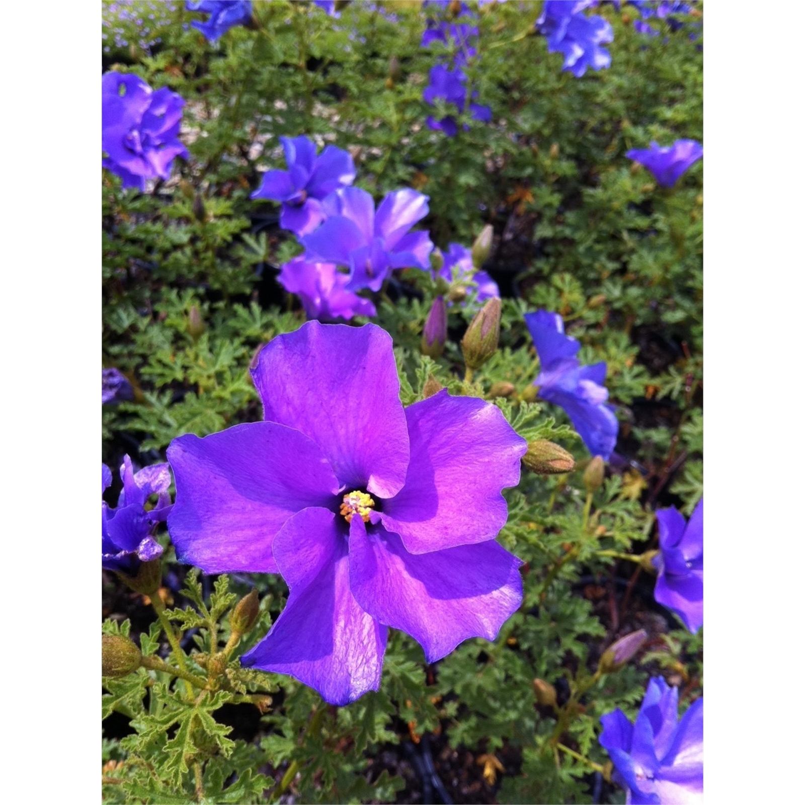 140mm Hibiscus West Coast Gem Alyogyne