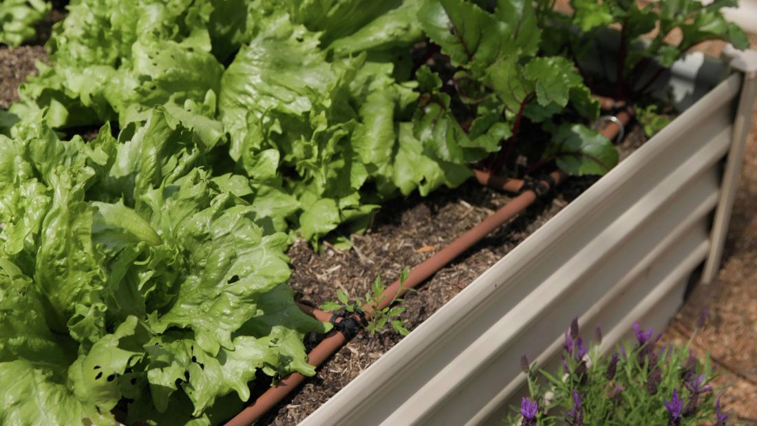 How To Plan An Irrigation System - Bunnings Australia
