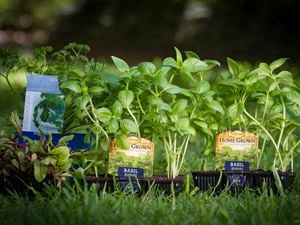 Punnets of basil and parsley
