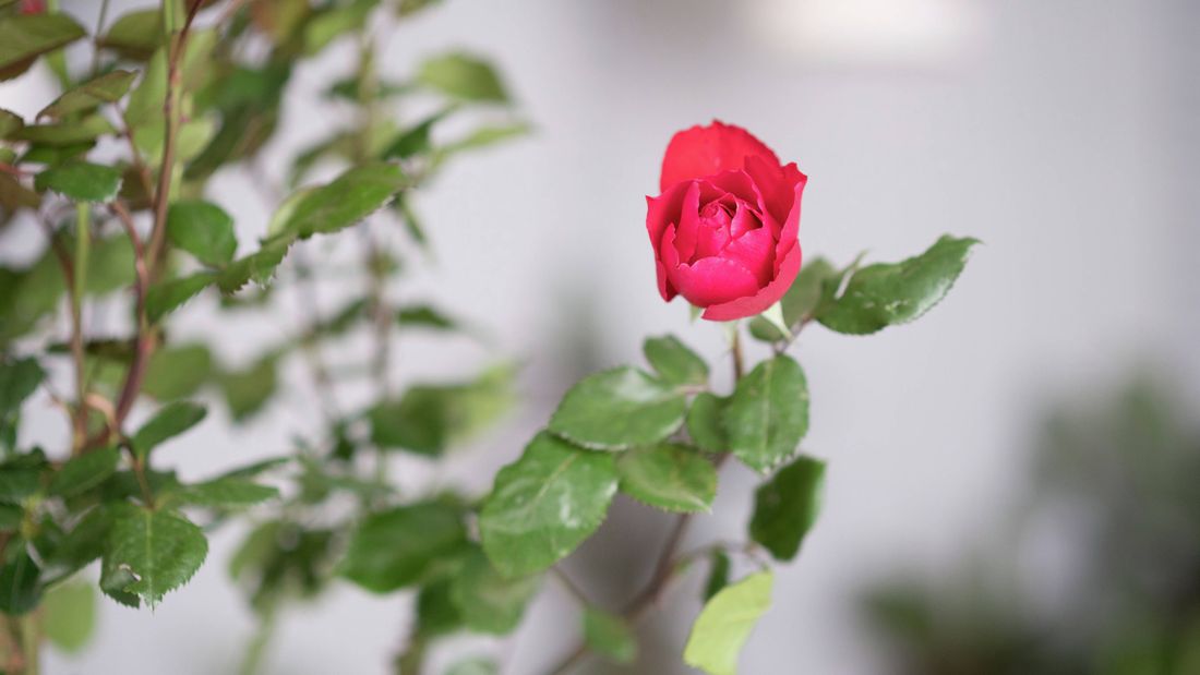 How To Maintain Healthy Roses - Bunnings Australia