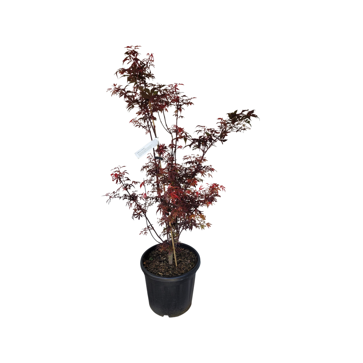 30L Japanese Maple - Acer palmatum Shaina - Bunnings New Zealand