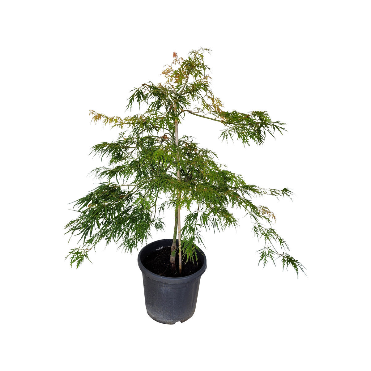 30L Japanese Maple - Acer palmatum Cissectum Palmatifidum - Bunnings ...