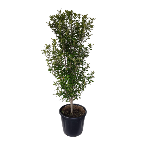 30L Karo - Pittosporum crassifolium Green Lustre - Bunnings New Zealand
