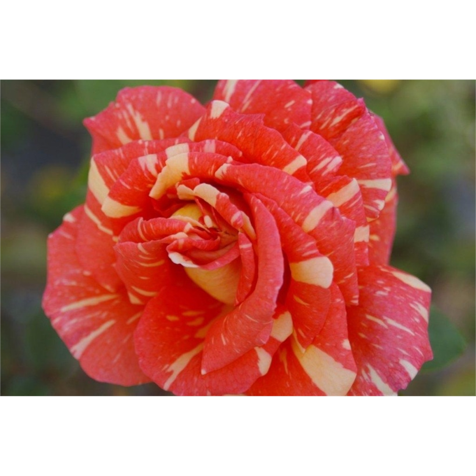 200mm New Release Bush Rose - Rosa species - Bunnings Australia