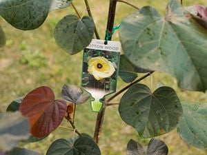 The Cottonwood Hibiscus, a native Australian tree.